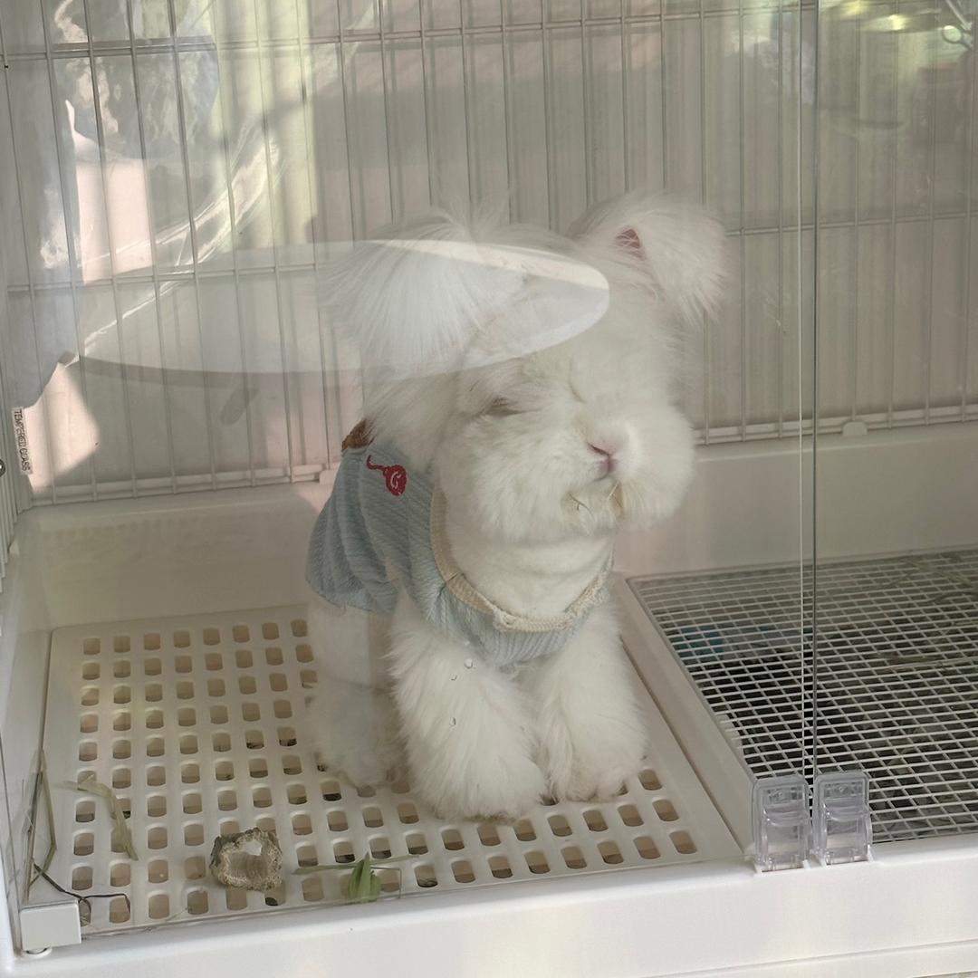 Pupu家安哥拉兔