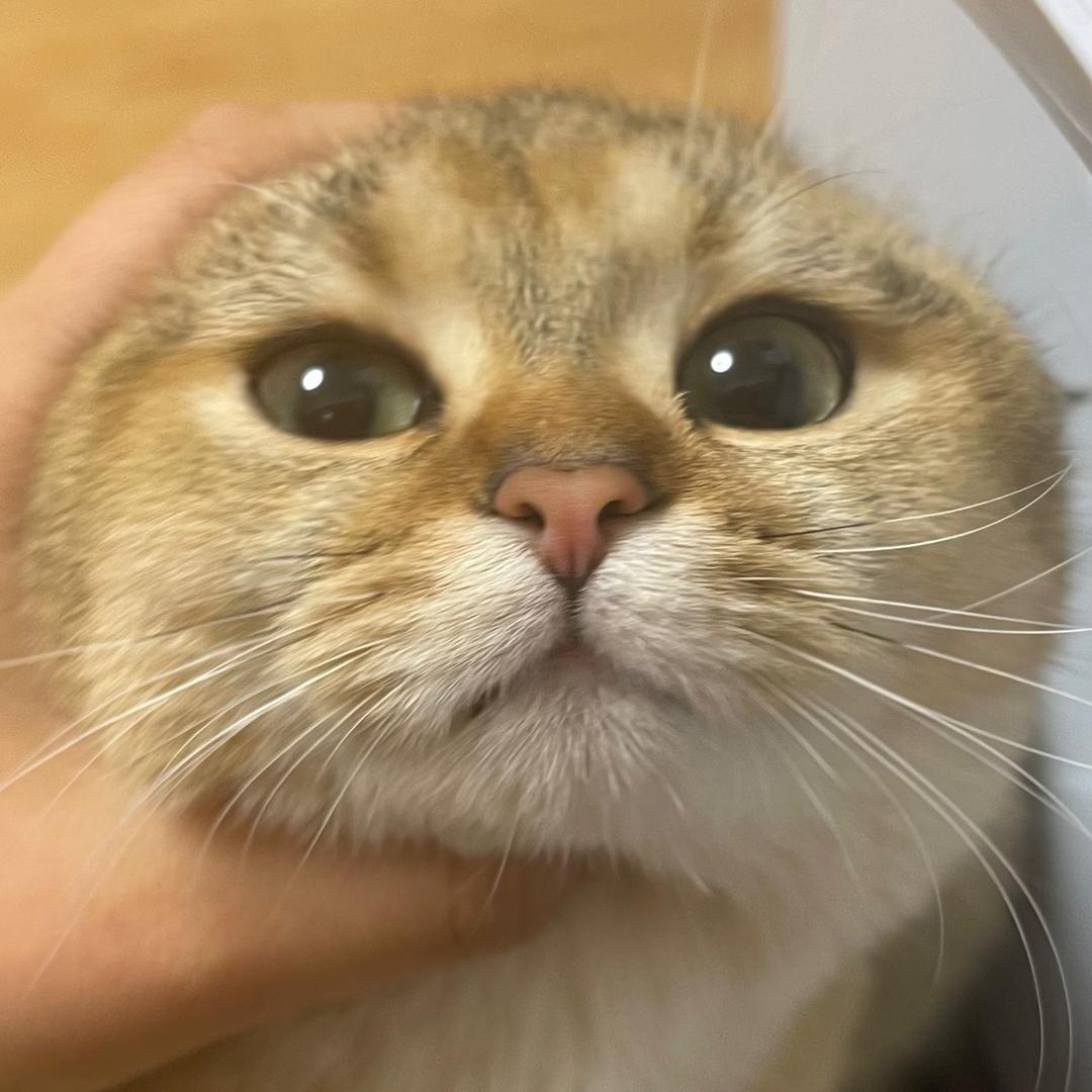 猫meme小剧场