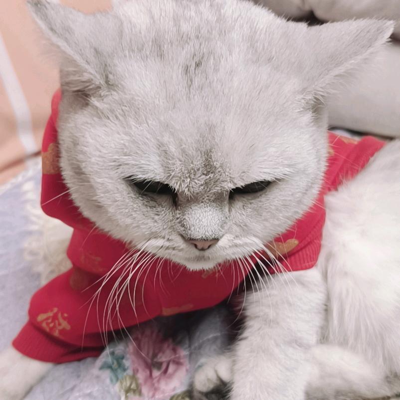 家有恶猫……小团团