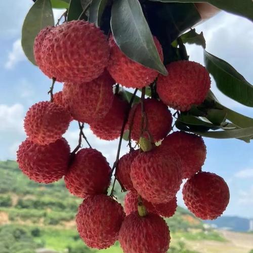 铭朗果树苗木专营店