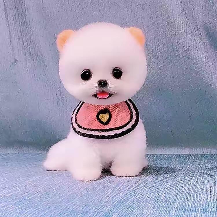 狗市小哥哥四号