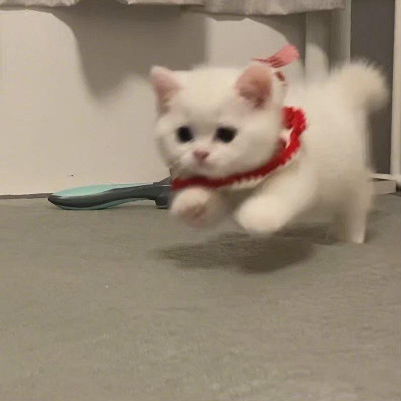 茜茜呀