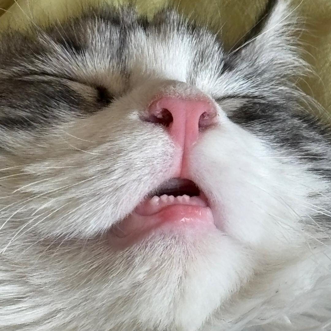朱小咪宠物