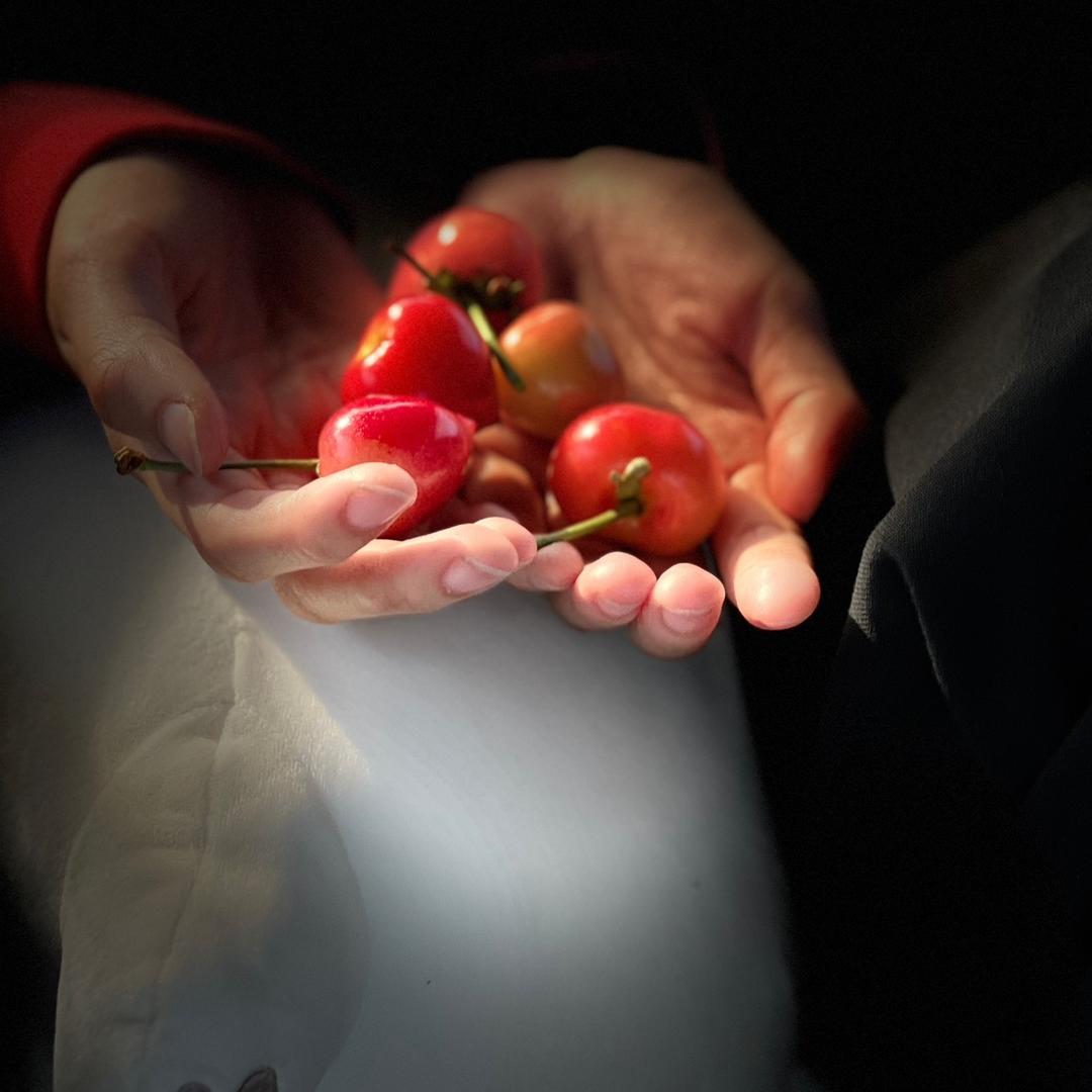 蜜花苗木🍒大樱桃🍒