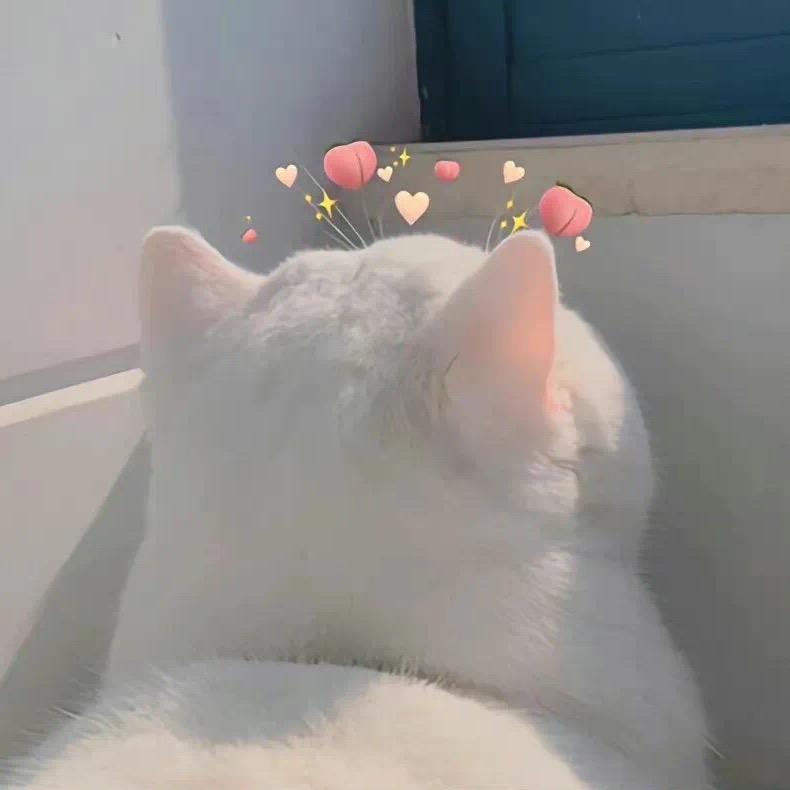 喵可星🐾