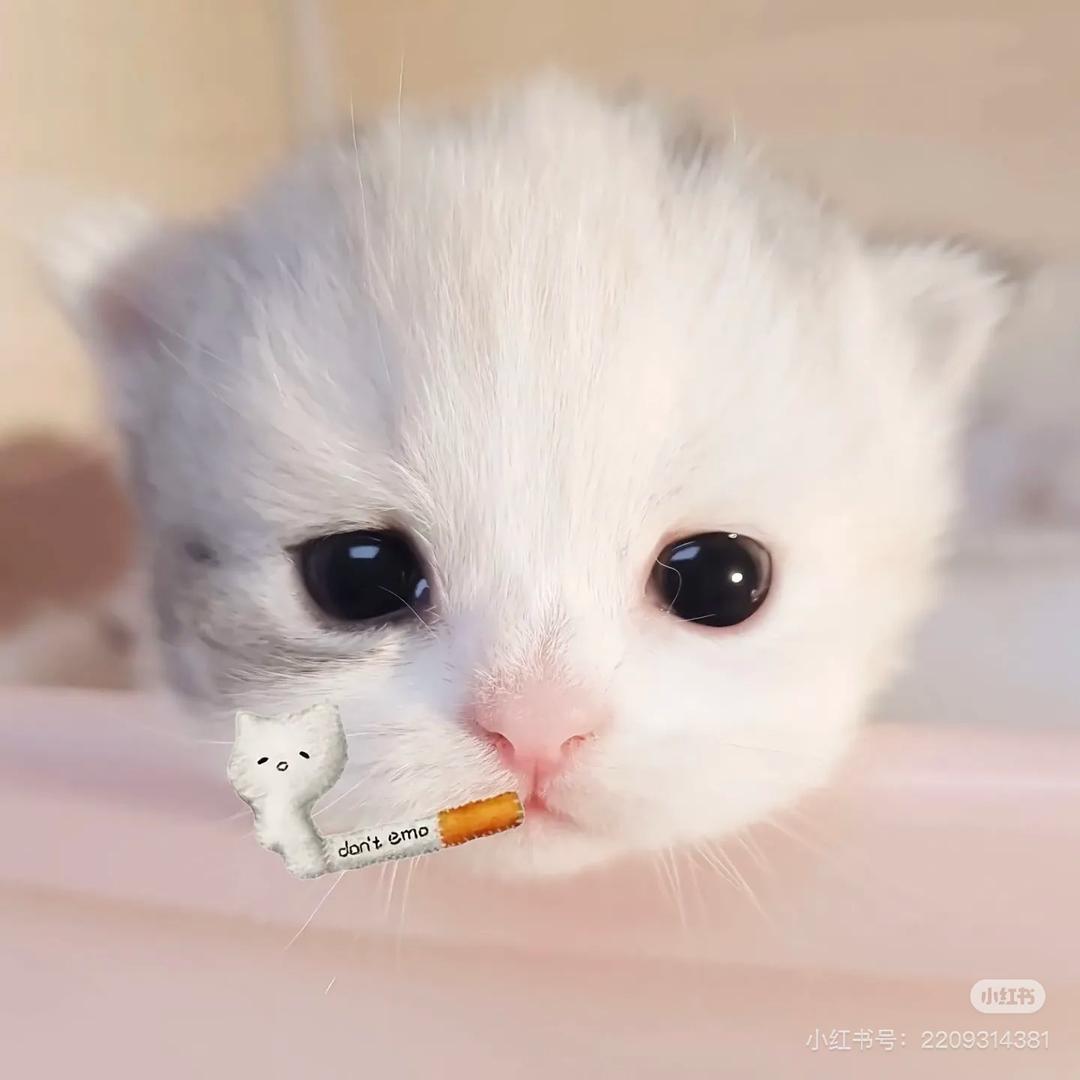 小包大王