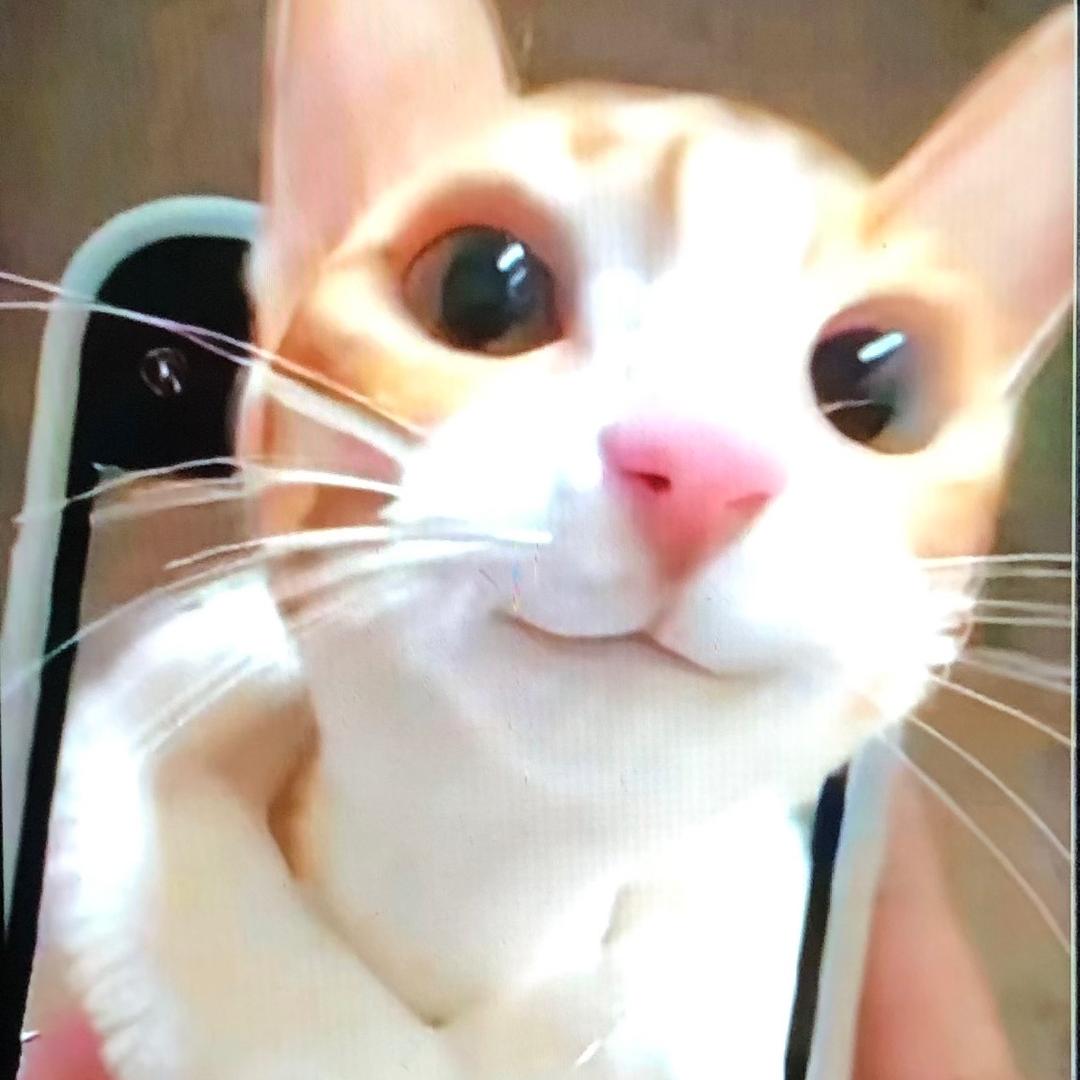 -小羊-