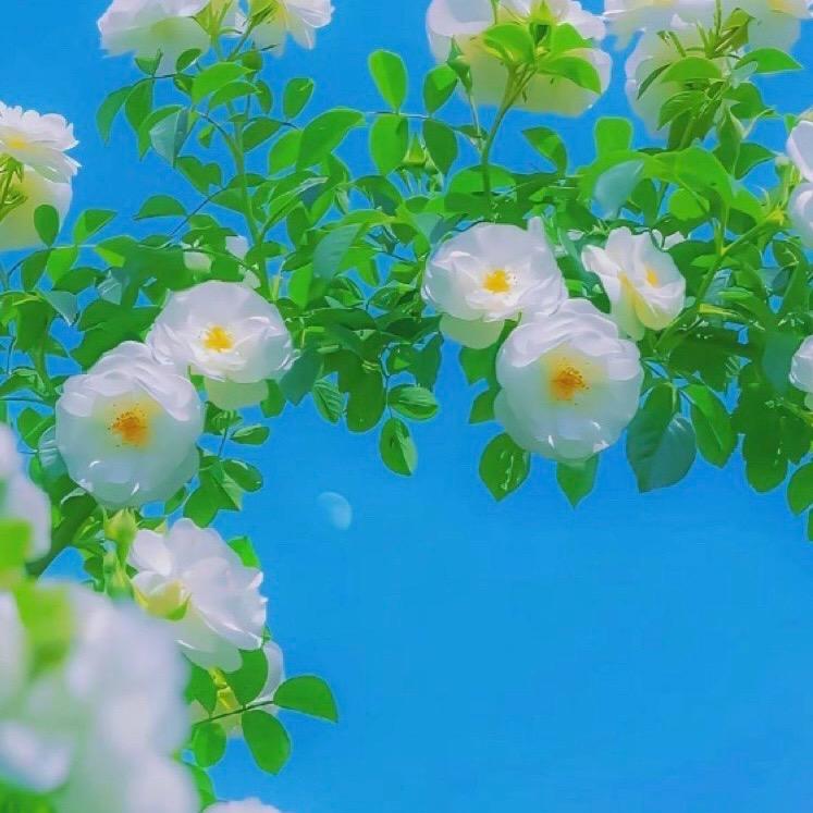 精灵