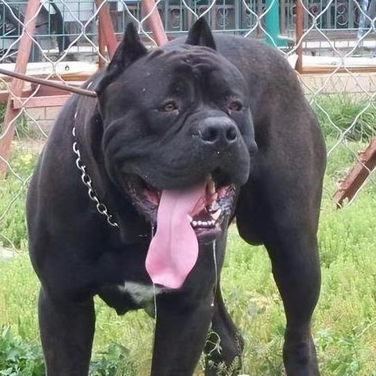 韩家卡斯罗养殖