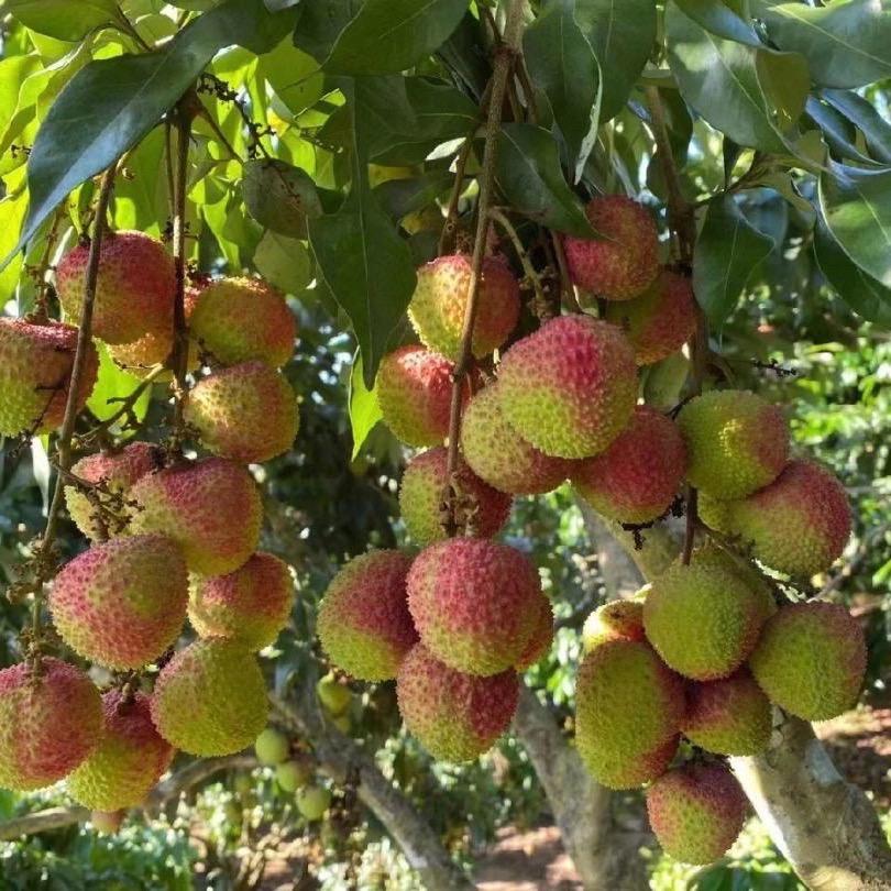 美好果树苗基地