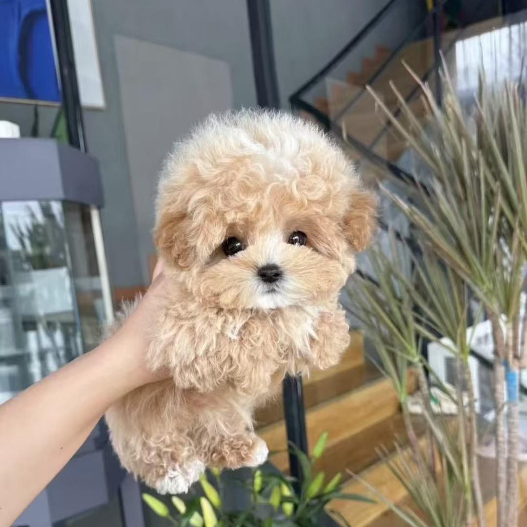 灰泰迪，比熊，小博美