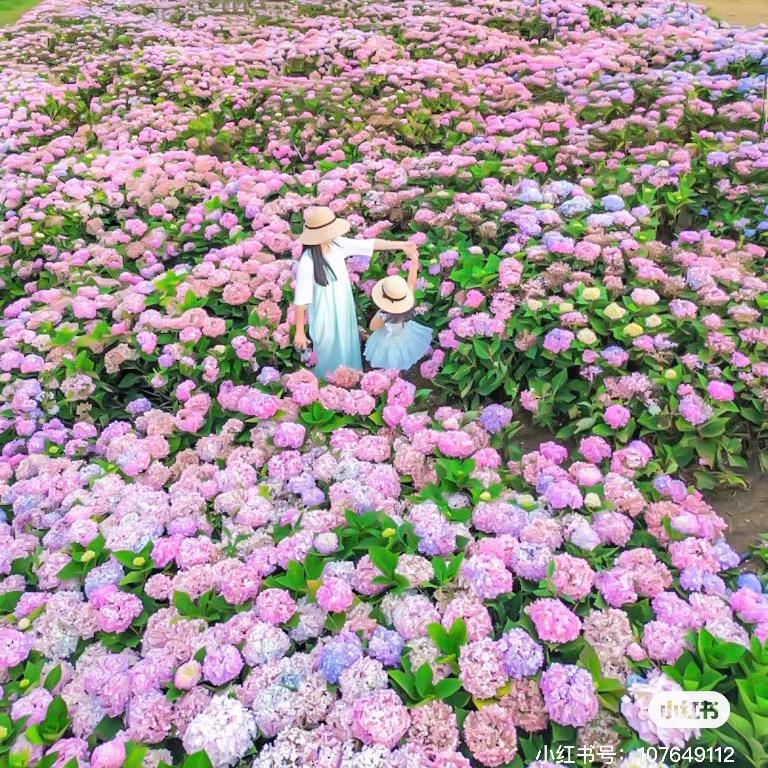 如意花园-山木桃花卉