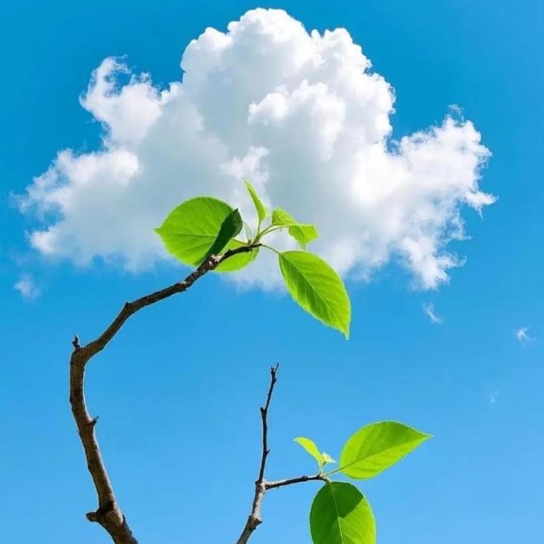 三元居士（关，🉑看）