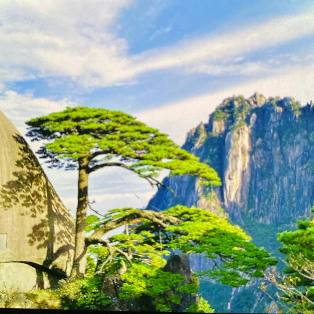 绿韵芳洲盆景园艺