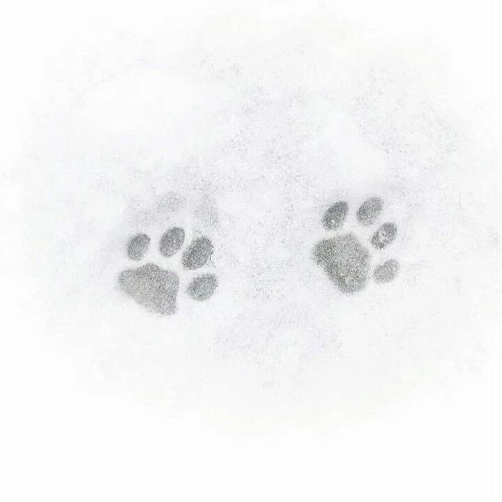 七月七.
