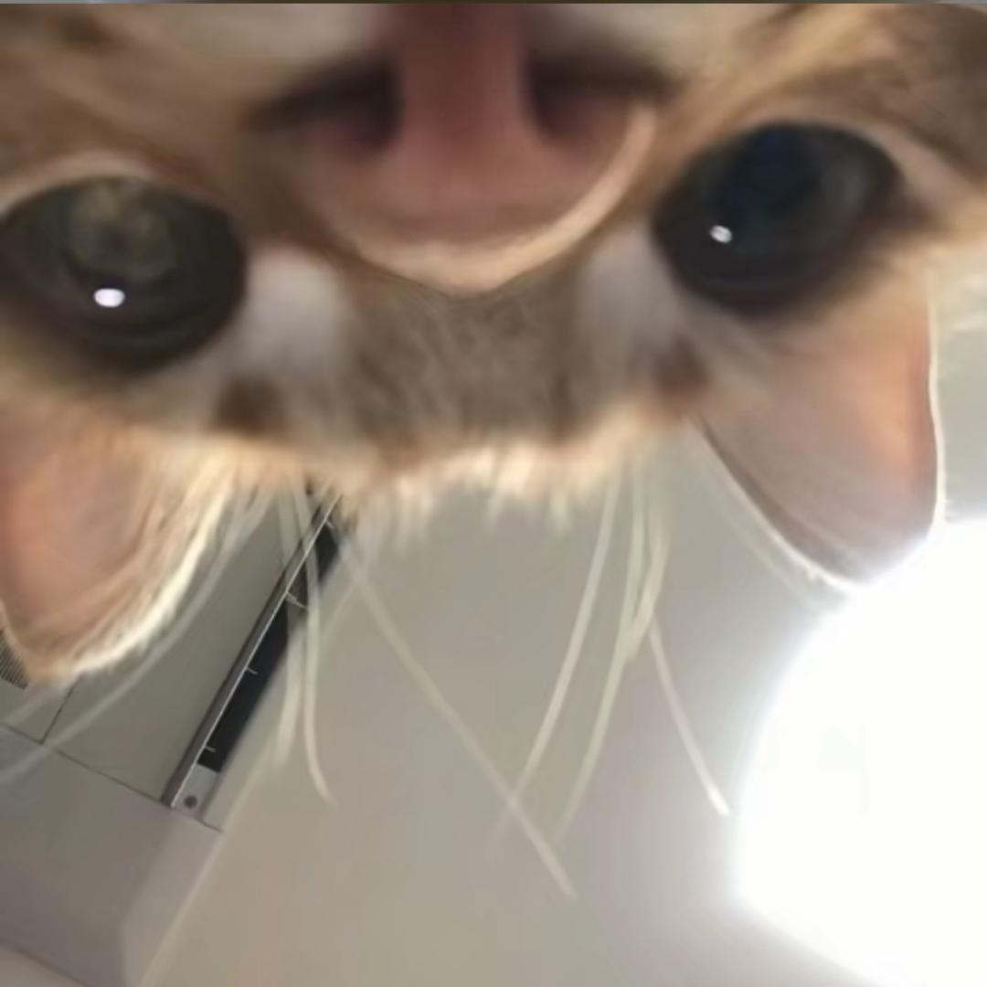 阿狸.