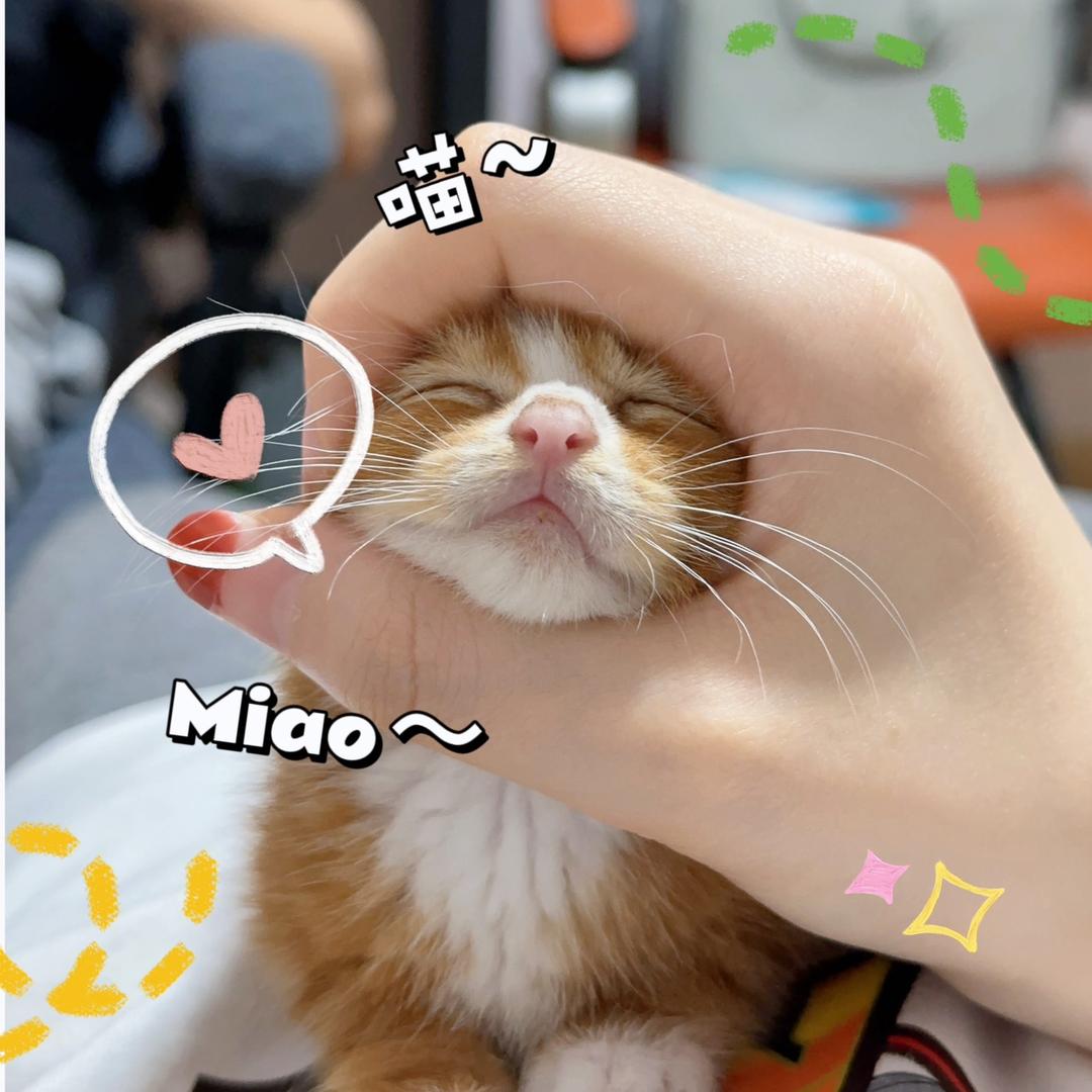 大宝是只橘猫🍊