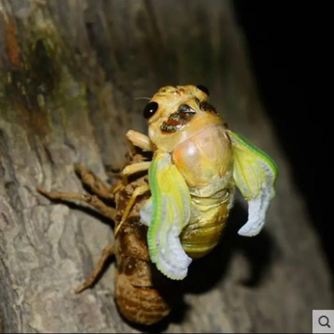 长垣万万知了猴