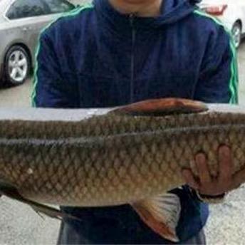 重生之我在扬州龙川卖熏鱼