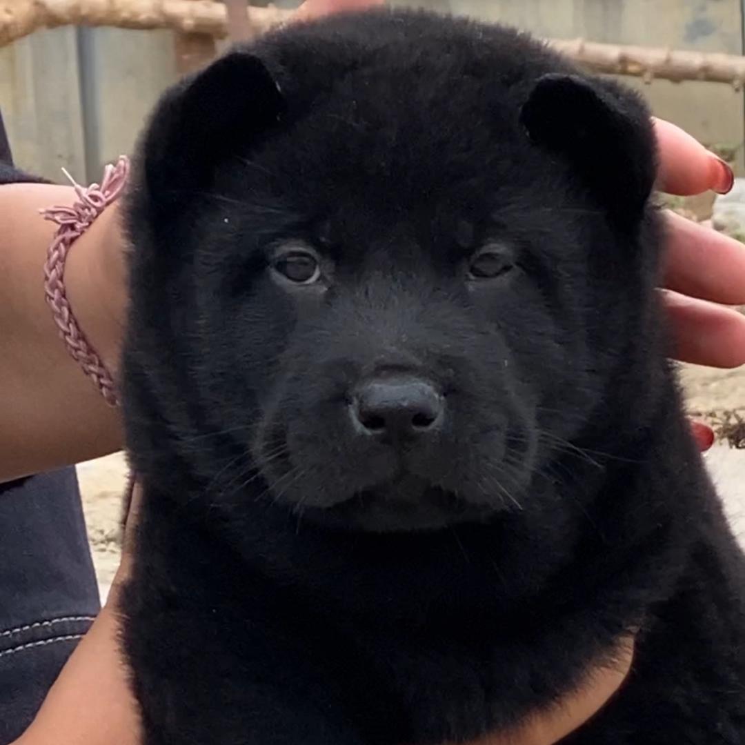 蚁旗田园犬宠物店2