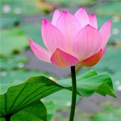 三三（生活小常识）