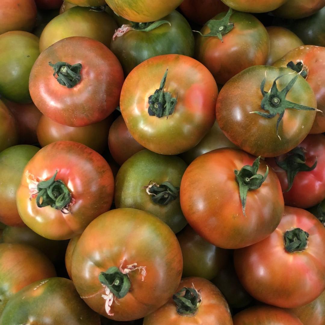 天津西红柿🍅