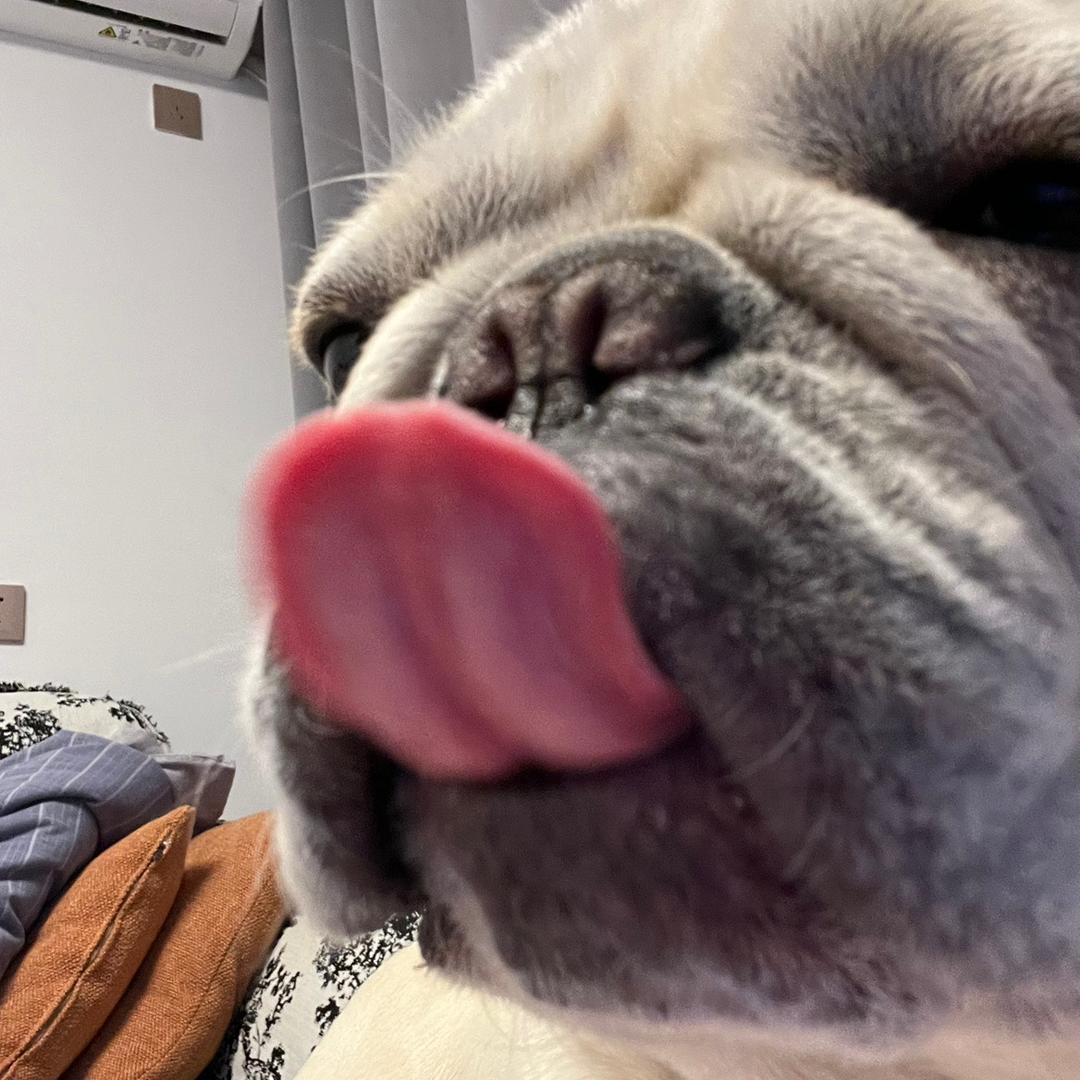 豆包是只法猪猪