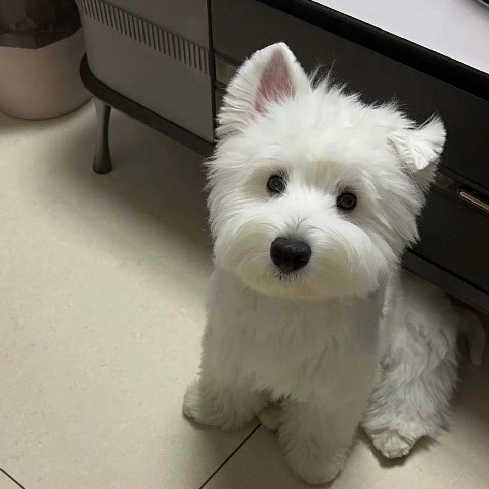 耶耶耶