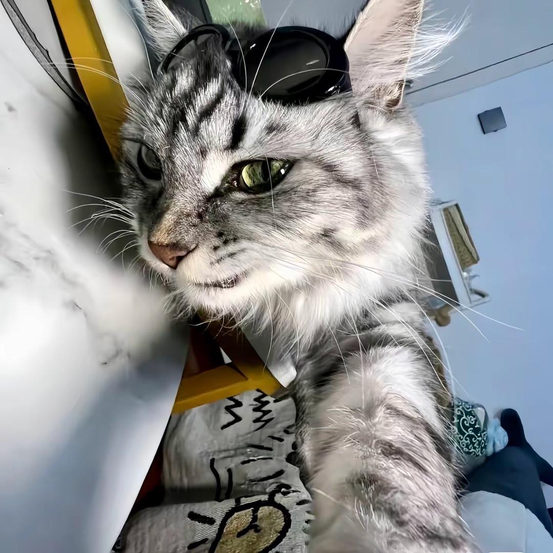 招财猫的折扣仓