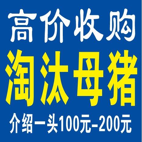 张杀猪匠高价收购淘汰母猪出售种公猪种母猪