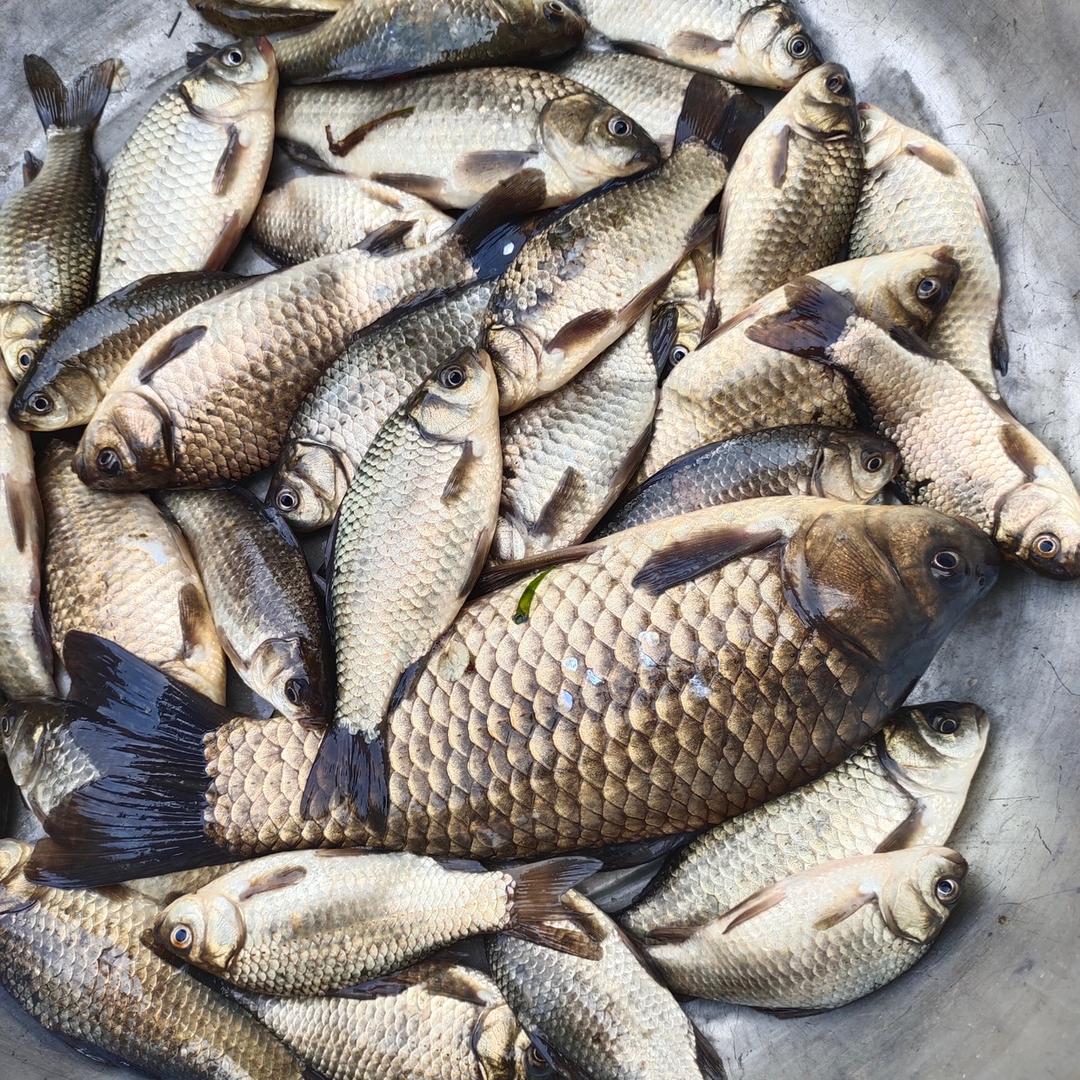 达跃生物科技鱼饵