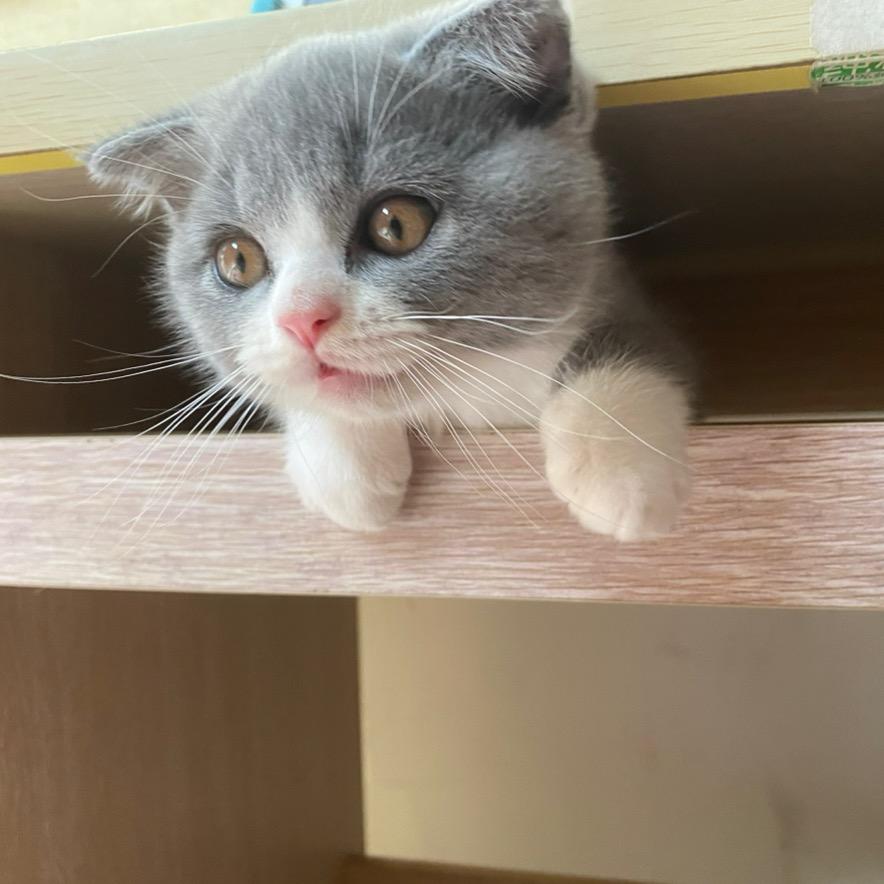 大哥叫花臂😸