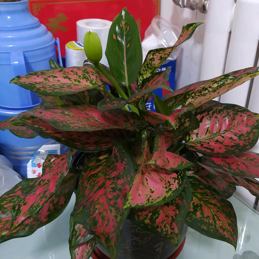 王茉莉