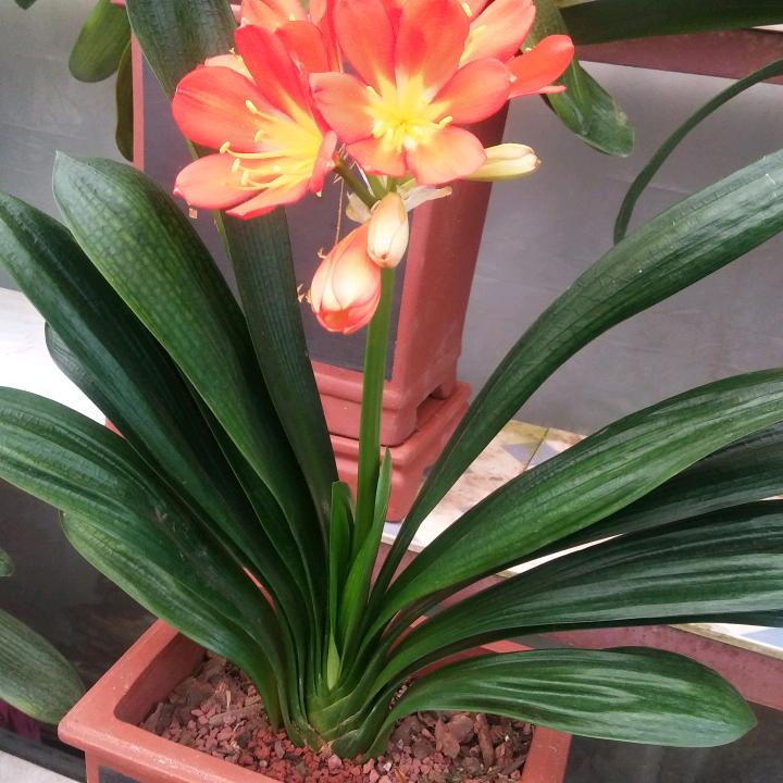 小崔饭馆
