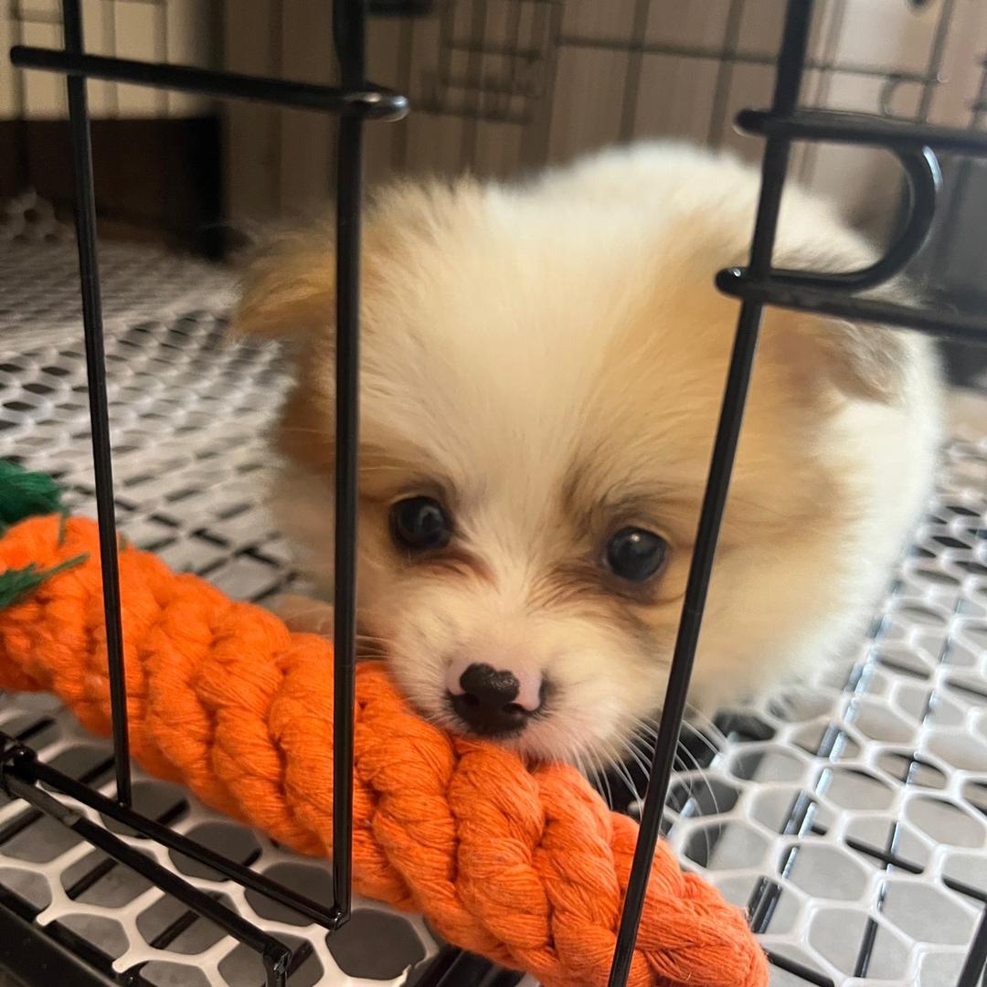 一只小毛毛🐶
