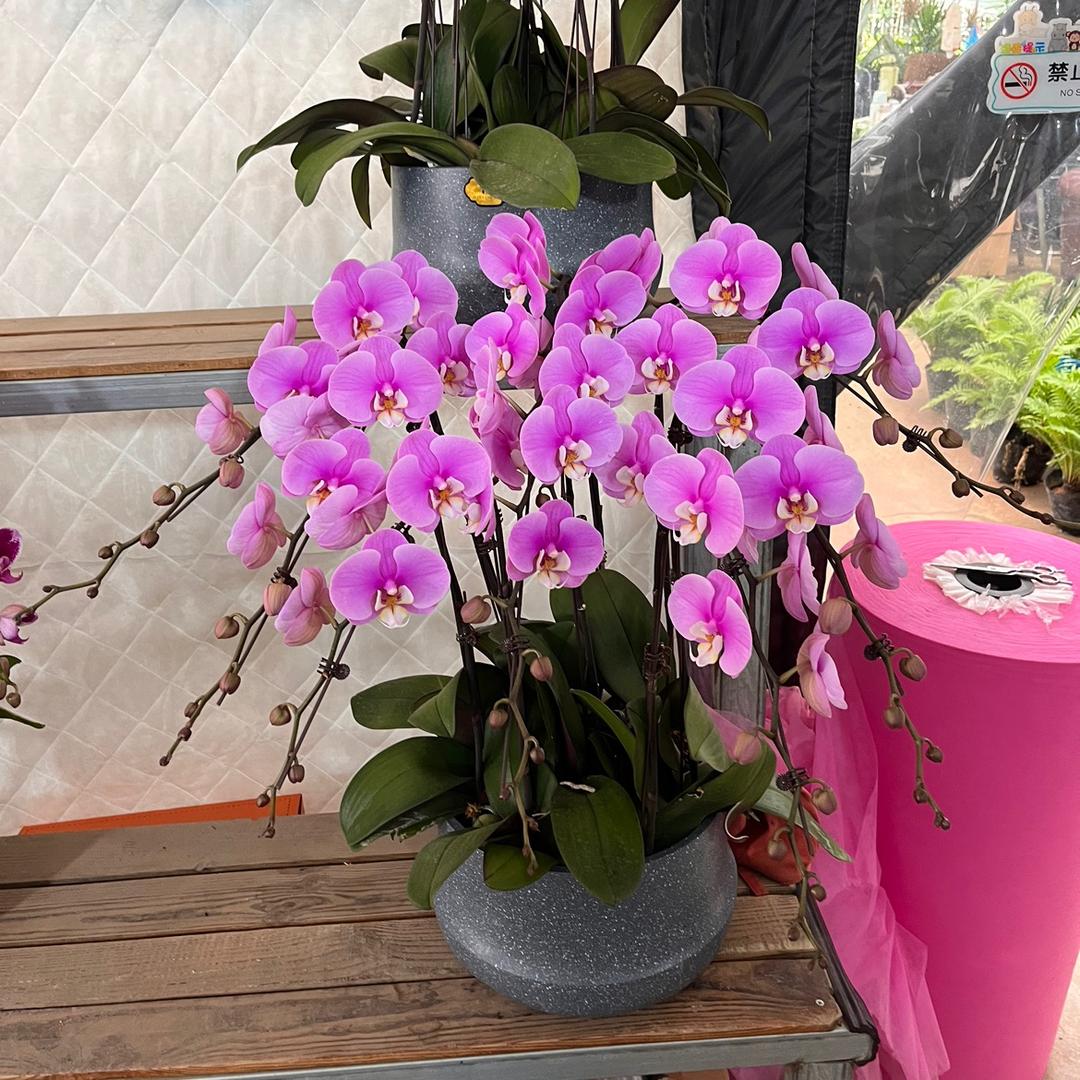 梵花家蝴蝶兰