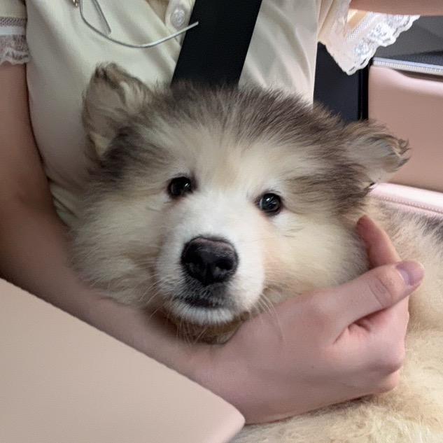 灰糖大王