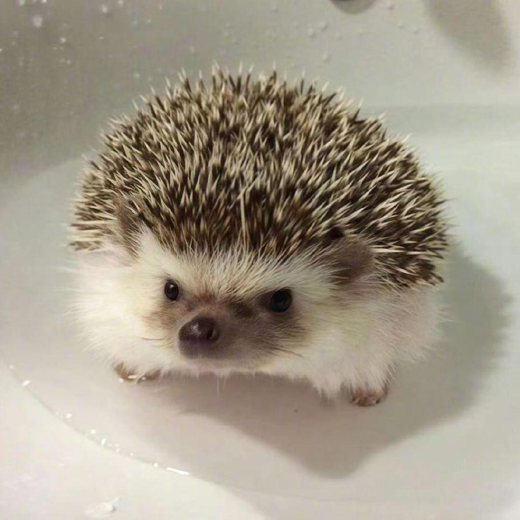 邪恶莴苣笋