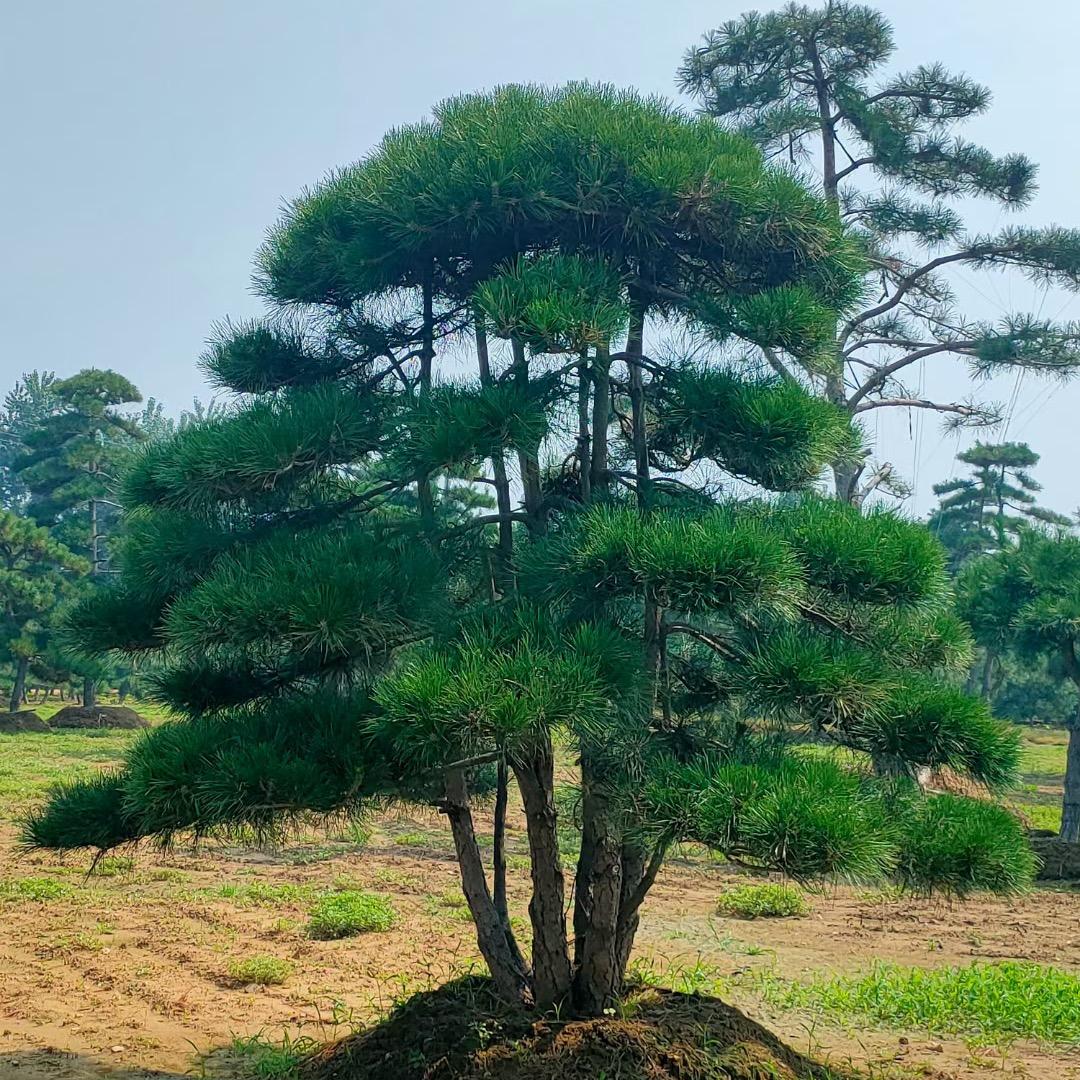 松之韵盆景