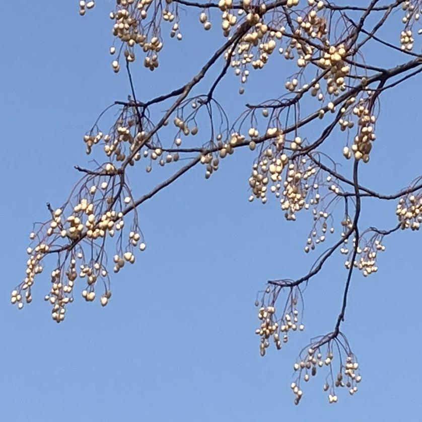 今天早上