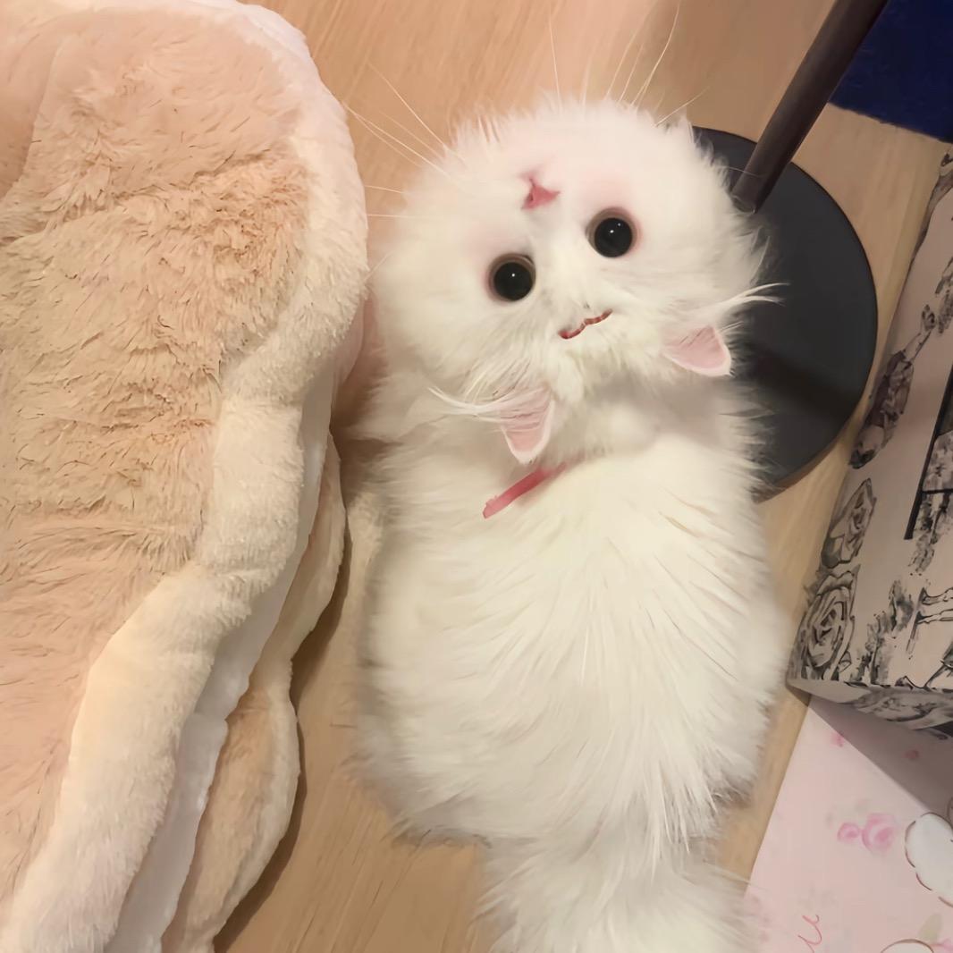 伊琪