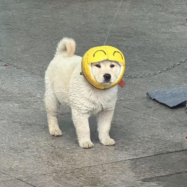 彩裤衩