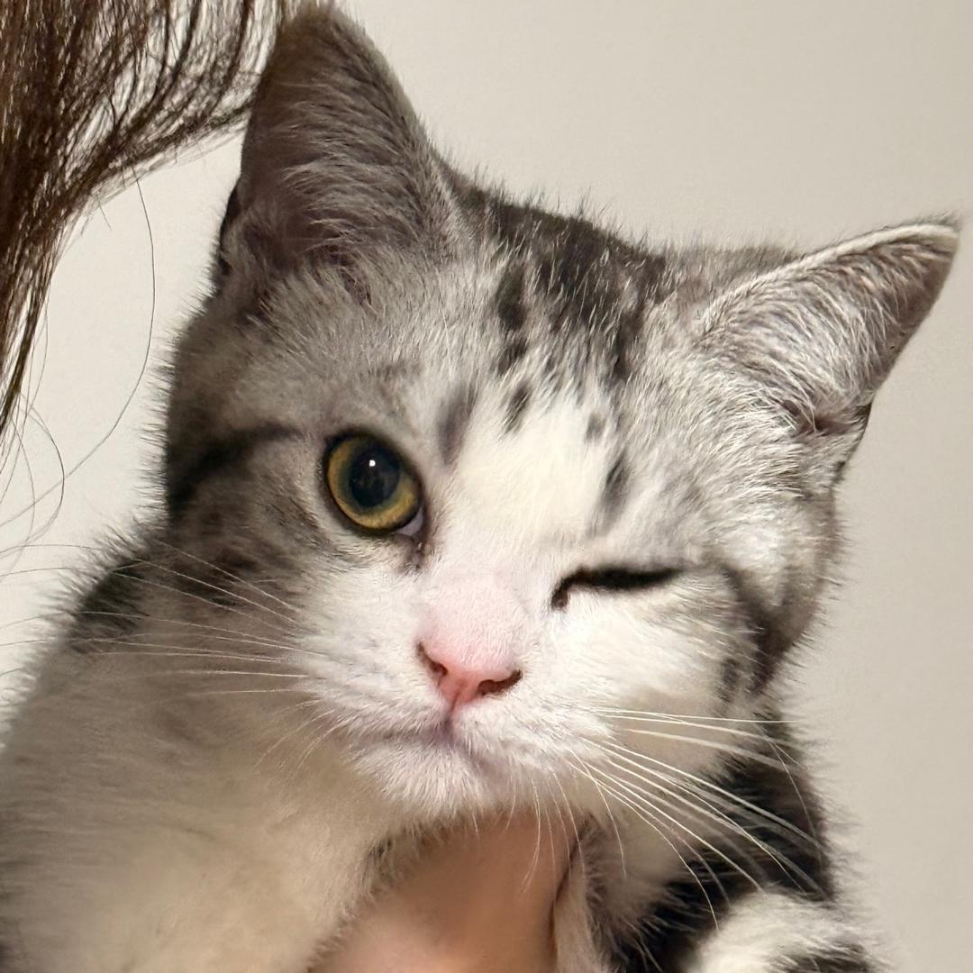 爱与诚（无畏契约）