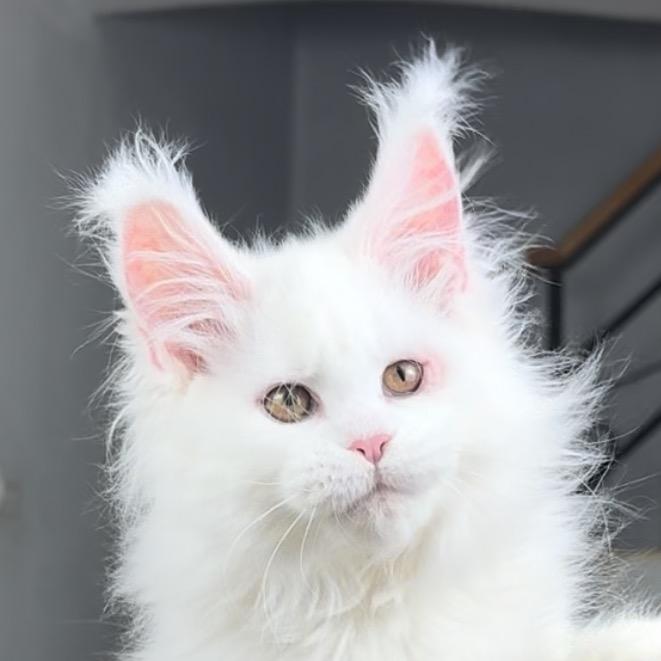 三疯的缅因猫