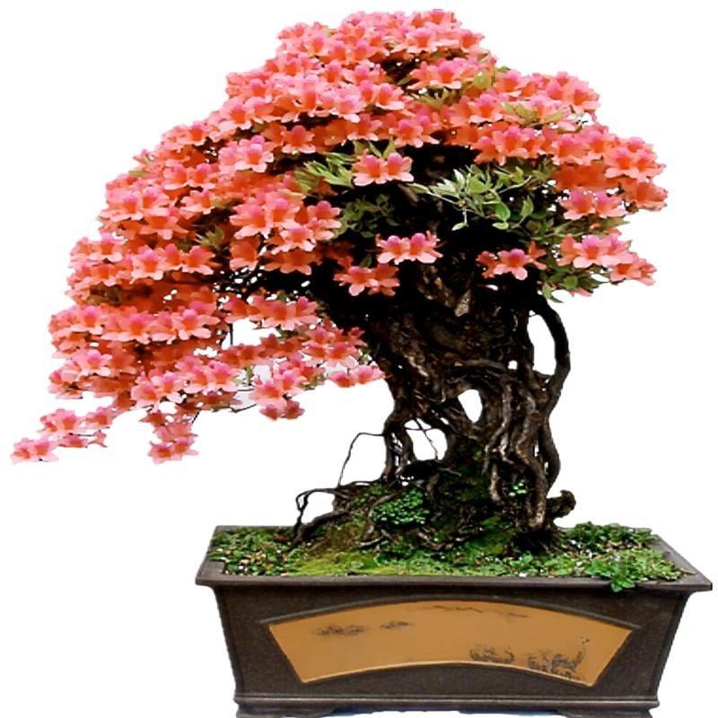 山景绿植盆景