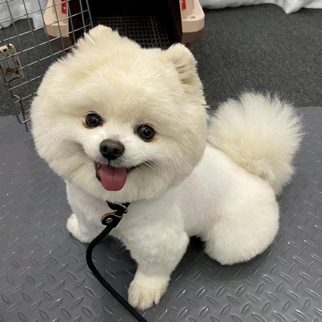 汪老爸养犬问答