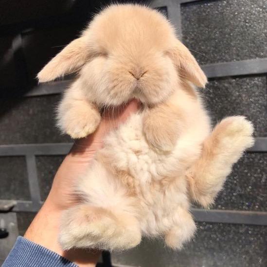 鱼丸月球