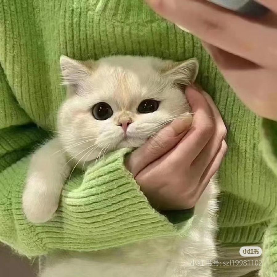 我是牛马的小马