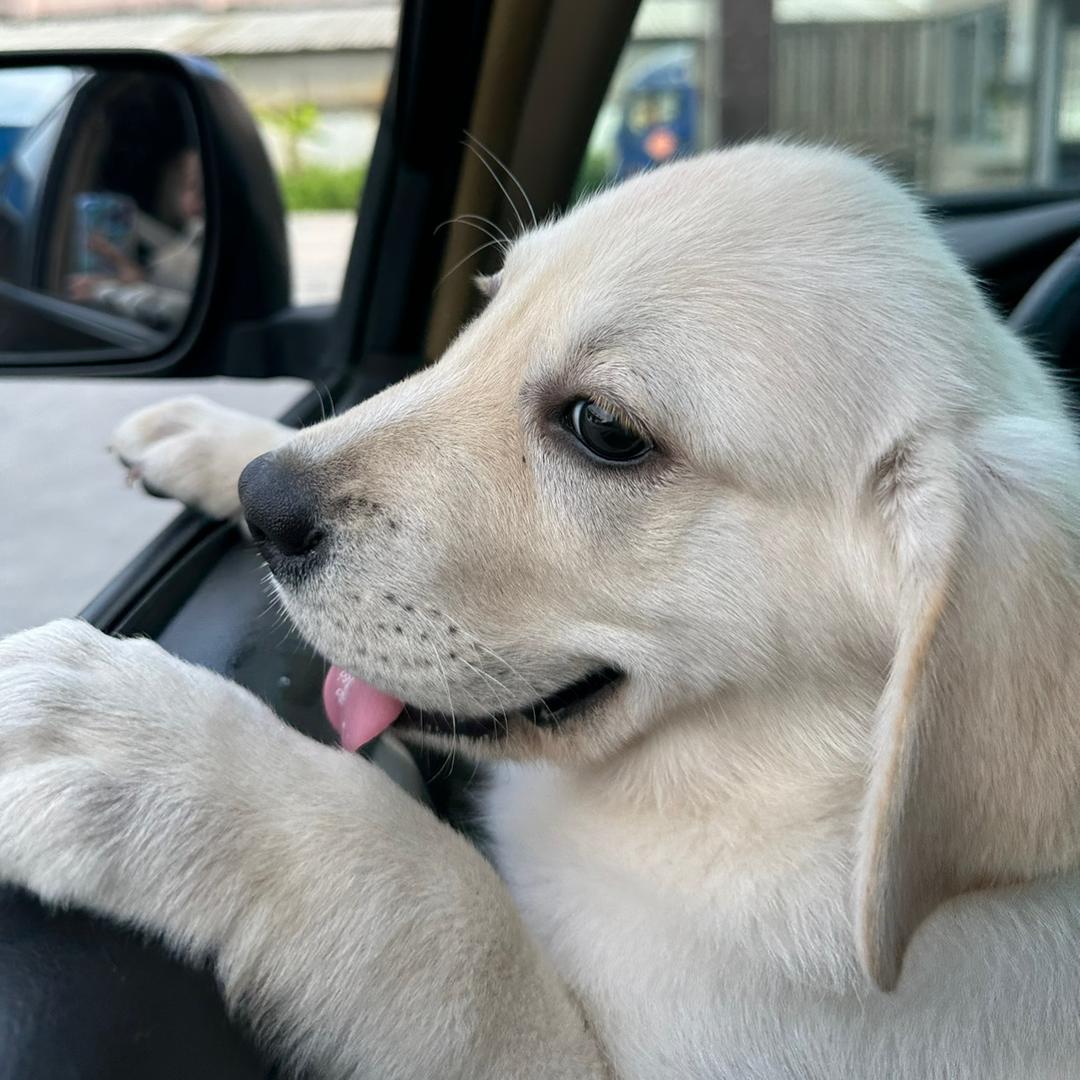 打工狗-旺仔🐶