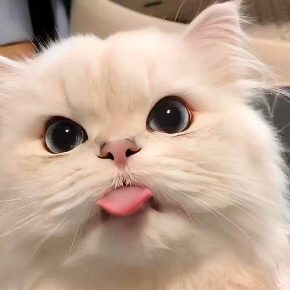 小阳矮脚猫舍